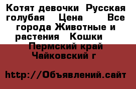 Котят девочки “Русская голубая“ › Цена ­ 0 - Все города Животные и растения » Кошки   . Пермский край,Чайковский г.